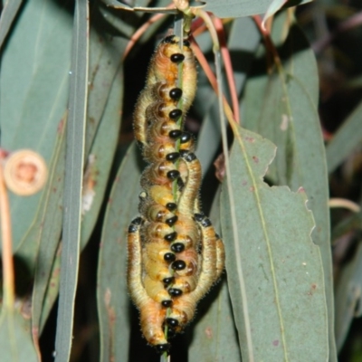 Perginae sp. (subfamily) (Unidentified pergine sawfly) at Wanniassa Hill - 4 Jan 2016 by RyuCallaway