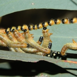 Perginae sp. (subfamily) at Fadden, ACT - 4 Jan 2016