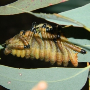 Perginae sp. (subfamily) at Fadden, ACT - 4 Jan 2016