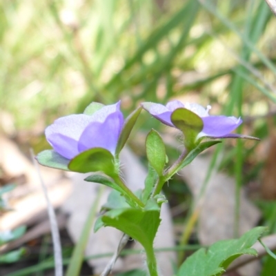 Veronica calycina (Hairy Speedwell) at Mount Fairy, NSW - 25 Oct 2015 by JanetRussell