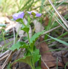 Veronica calycina at Mount Fairy, NSW - 25 Oct 2015