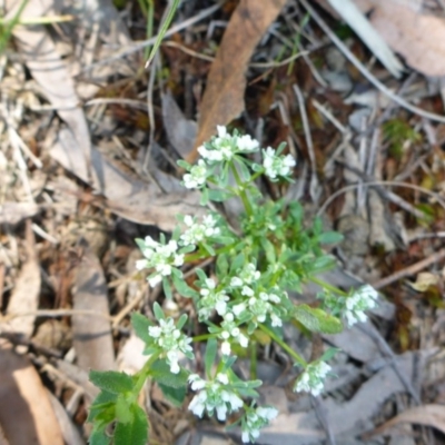 Poranthera microphylla (Small Poranthera) at Mount Fairy, NSW - 24 Oct 2015 by JanetRussell