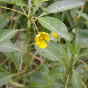 Ludwigia peploides subsp. montevidensis at Hackett, ACT - 6 Jan 2016 12:00 AM