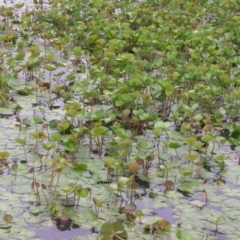 Marsilea mutica (Nardoo) at Hackett, ACT - 5 Jan 2016 by waltraud