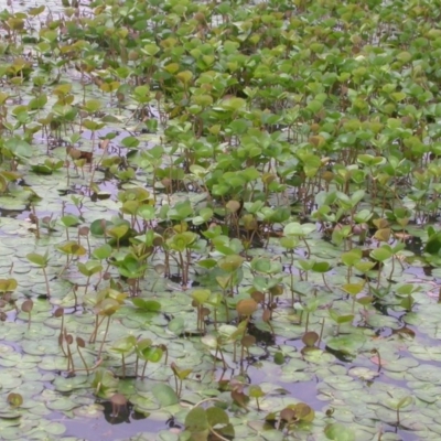 Marsilea mutica (Nardoo) at Hackett, ACT - 5 Jan 2016 by waltraud