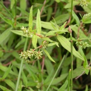 Persicaria prostrata at Hackett, ACT - 6 Jan 2016