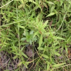 Persicaria prostrata at Hackett, ACT - 6 Jan 2016 12:00 AM