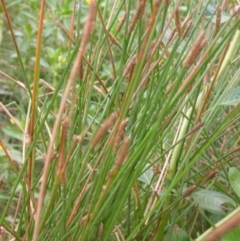 Eleocharis acuta (Common Spike-rush) at Hackett, ACT - 6 Jan 2016 by waltraud