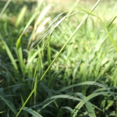 Microlaena stipoides at Calwell, ACT - 24 Nov 2015