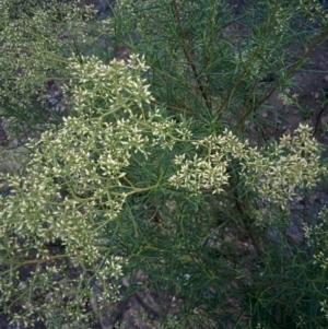 Cassinia quinquefaria at Sutton, NSW - 6 Jan 2016