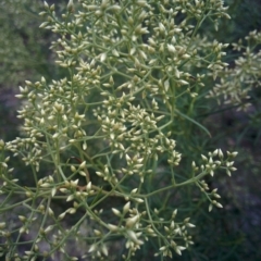 Cassinia quinquefaria at Sutton, NSW - 6 Jan 2016