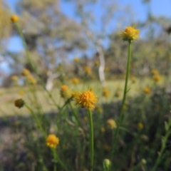 Calotis lappulacea (Yellow Burr Daisy) at Calwell, ACT - 23 Nov 2015 by MichaelBedingfield