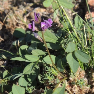 Glycine tabacina (Variable Glycine) at Calwell, ACT - 23 Nov 2015 by MichaelBedingfield