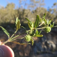 Opercularia hispida (Hairy Stinkweed) at Tuggeranong Hill - 23 Nov 2015 by michaelb