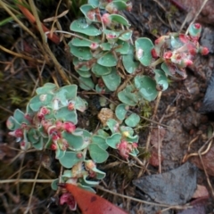 Euphorbia dallachyana (Mat Spurge, Caustic Weed) at Sutton, NSW - 5 Jan 2016 by Talie