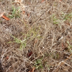 Calotis lappulacea (Yellow Burr Daisy) at Belconnen, ACT - 7 Jan 2016 by Rosie