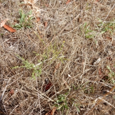 Calotis lappulacea (Yellow Burr Daisy) at Belconnen, ACT - 7 Jan 2016 by Rosie
