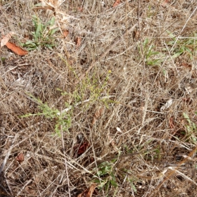 Calotis lappulacea (Yellow Burr Daisy) at Ginninderry Conservation Corridor - 6 Jan 2016 by Rosie