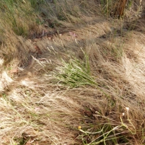 Caesia calliantha at Belconnen, ACT - 4 Dec 2015