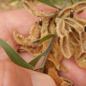 Acacia lanigera var. lanigera at Majura, ACT - 7 Jan 2016