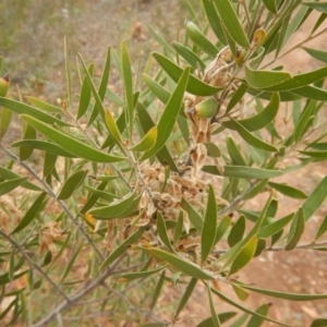 Acacia lanigera var. lanigera at Majura, ACT - 7 Jan 2016
