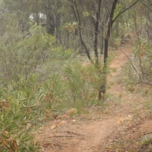 Acacia lanigera var. lanigera at Majura, ACT - 7 Jan 2016