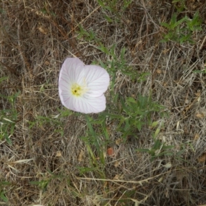 Oenothera speciosa at Majura, ACT - 7 Jan 2016