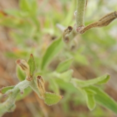 Oenothera speciosa at Majura, ACT - 7 Jan 2016