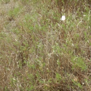 Oenothera speciosa at Majura, ACT - 7 Jan 2016