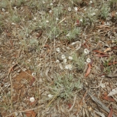 Leucochrysum albicans subsp. tricolor (Hoary Sunray) at Majura, ACT - 7 Jan 2016 by MichaelMulvaney