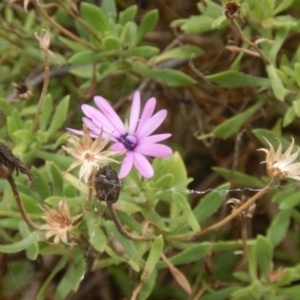 Dimorphotheca ecklonis at Gungahlin, ACT - 7 Jan 2016