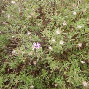 Dimorphotheca ecklonis at Gungahlin, ACT - 7 Jan 2016