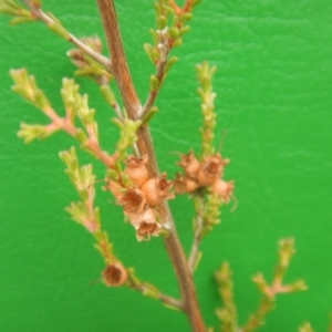 Micromyrtus ciliata at Majura, ACT - 7 Jan 2016