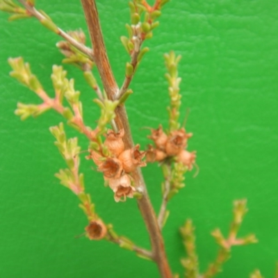 Micromyrtus ciliata (Fringed Heath-myrtle) at Majura, ACT - 7 Jan 2016 by MichaelMulvaney