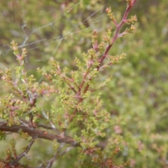 Micromyrtus ciliata at Majura, ACT - 7 Jan 2016