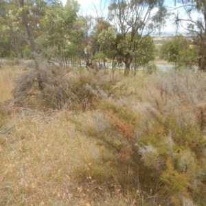 Micromyrtus ciliata at Majura, ACT - 7 Jan 2016