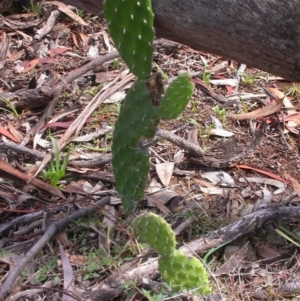 Opuntia stricta at Hackett, ACT - 7 Jan 2016 12:00 AM