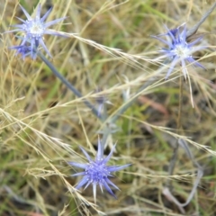 Eryngium ovinum (Blue Devil) at Richardson, ACT - 2 Jan 2016 by ArcherCallaway