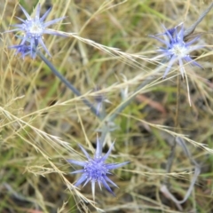 Eryngium ovinum (Blue Devil) at Melrose - 1 Jan 2016 by RyuCallaway