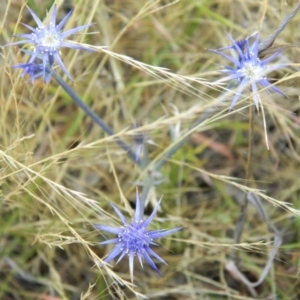 Eryngium ovinum at Richardson, ACT - 2 Jan 2016