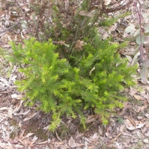 Grevillea rosmarinifolia subsp. rosmarinifolia at Hackett, ACT - 7 Jan 2016