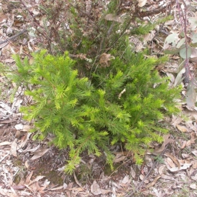 Grevillea rosmarinifolia subsp. rosmarinifolia (Rosemary Grevillea) at Hackett, ACT - 6 Jan 2016 by waltraud