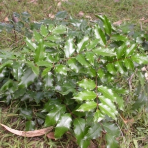 Berberis aquifolium at Hackett, ACT - 7 Jan 2016 12:00 AM