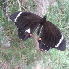 Papilio aegeus (Orchard Swallowtail, Large Citrus Butterfly) at Isaacs, ACT - 25 Mar 2012 by galah681