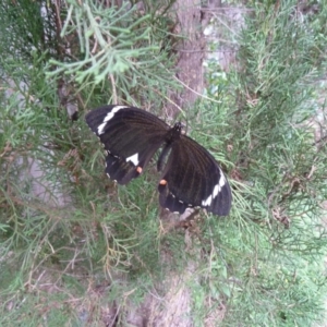 Papilio aegeus at Isaacs, ACT - 25 Mar 2012
