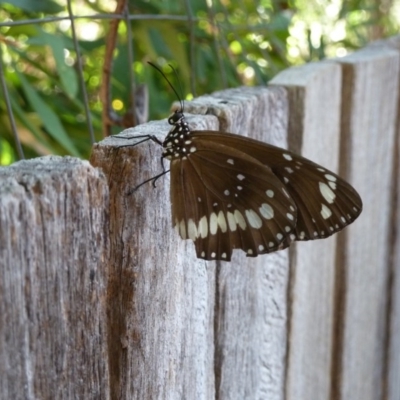 Euploea corinna (Common Crow Butterfly, Oleander Butterfly) at Isaacs, ACT - 26 Jan 2011 by galah681