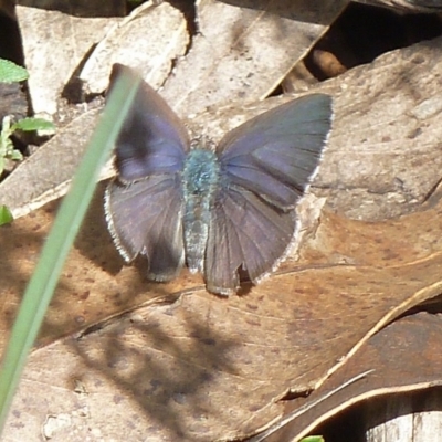 Erina hyacinthina at Tidbinbilla Nature Reserve - 15 Oct 2011 by galah681