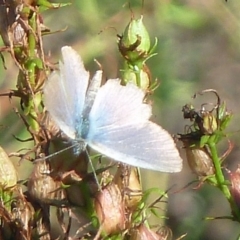 Zizina otis (Common Grass-Blue) at Isaacs Ridge - 12 Feb 2011 by galah681