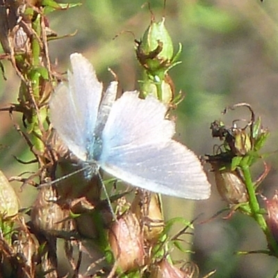 Zizina otis (Common Grass-Blue) at Isaacs, ACT - 12 Feb 2011 by galah681