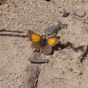 Lucia limbaria at Paddys River, ACT - 4 Apr 2011 05:08 PM